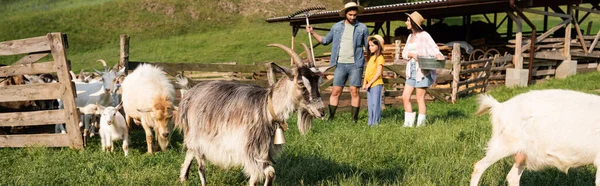 Granjeros en sombreros de paja cerca de corral y cabras pastando en pastos, estandarte - foto de stock