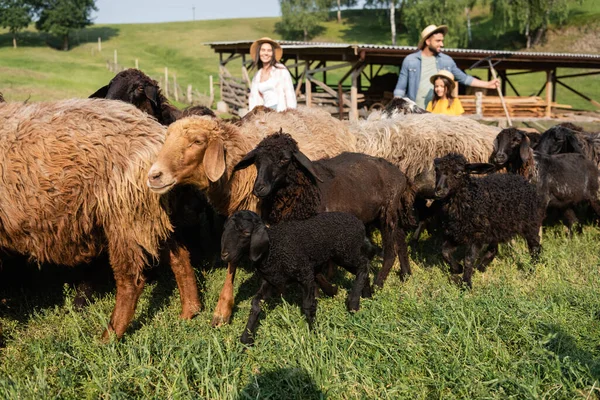 Sheep flock grazing near blurred family on cattle farm — Photo de stock