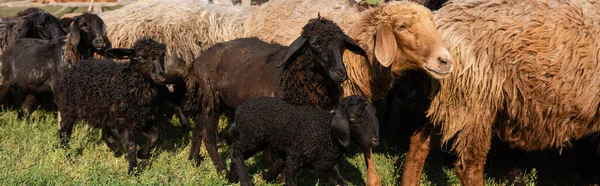 Ovejas de lana negra y marrón pastando al aire libre, pancarta - foto de stock