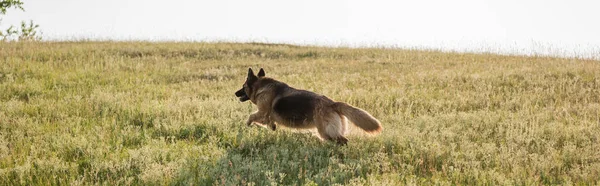 Cattle dog running on green meadow in countryside, banner — Stock Photo