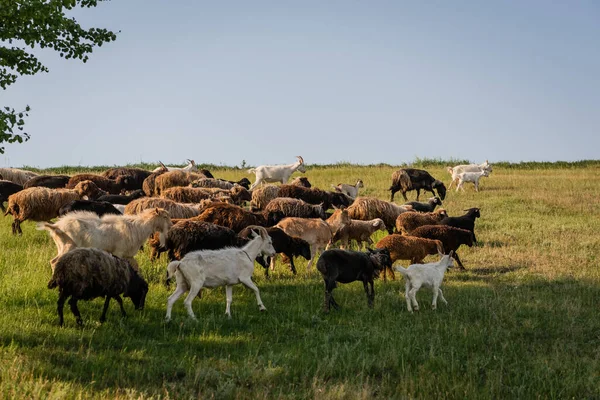 Rebaño de ovejas y cabras pastando en los pastos bajo el cielo azul - foto de stock