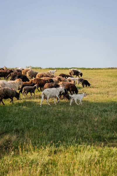 Herd of sheep and goats grazing in green meadow under clear sky — Stock Photo