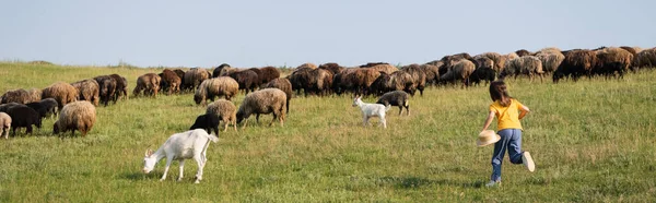 Back view of girl running towards herd grazing in green field on summer day, banner — Stock Photo