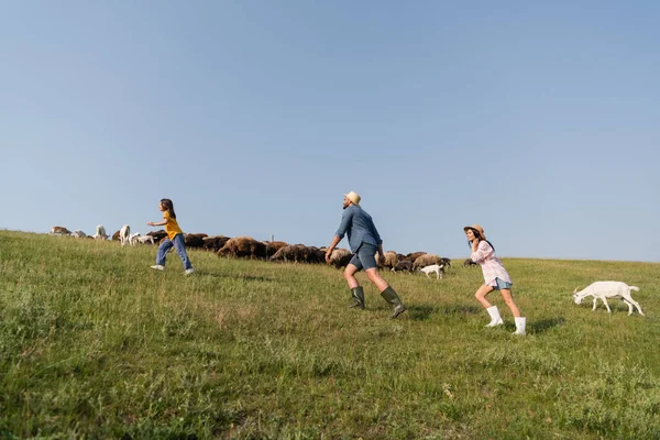 Side view of family herding sheep in green pasture on farmland - foto de stock