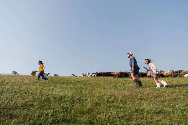 Side view of family herding cattle while running in pasture under blue summer sky - foto de stock