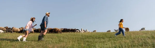 Vista lateral de la familia feliz corriendo cerca del rebaño pastando en el prado, pancarta - foto de stock