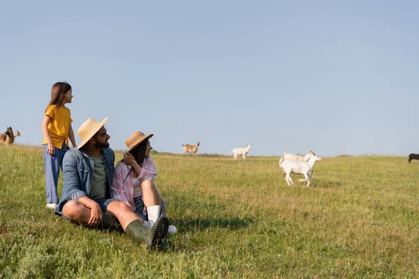 Smiling farmers looking at goats grazing in green meadow under blue sky - foto de stock