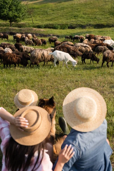 Visão traseira da família desfocada e cão de gado perto do rebanho pastoreio no campo gramado — Fotografia de Stock