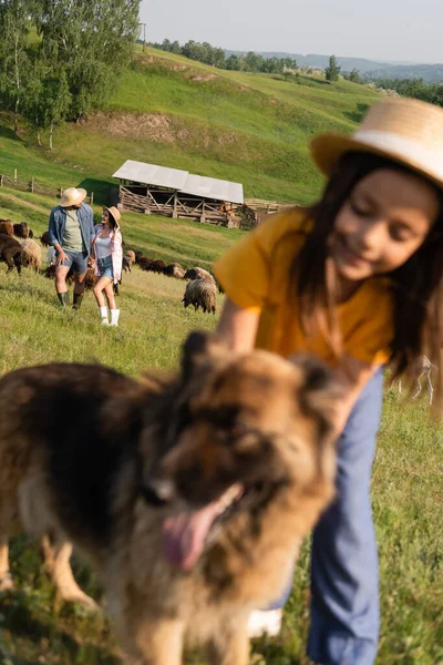 Pareja en sombreros de paja pastoreo de ganado cerca de hija y perro de ganado en primer plano borrosa - foto de stock