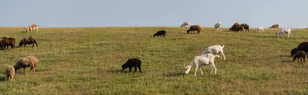 Herd grazing in green meadow in countryside, banner - foto de stock