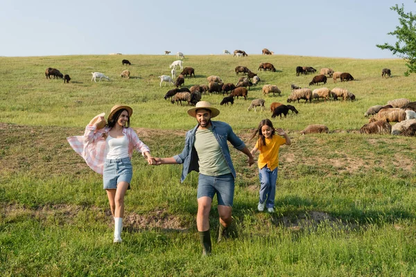 Agricoltori felici con figlia che corre nel prato verde vicino al pascolo gregge — Foto stock