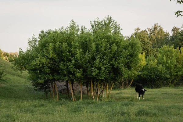 Mucca nera al pascolo sul prato verde vicino agli alberi in campagna — Foto stock