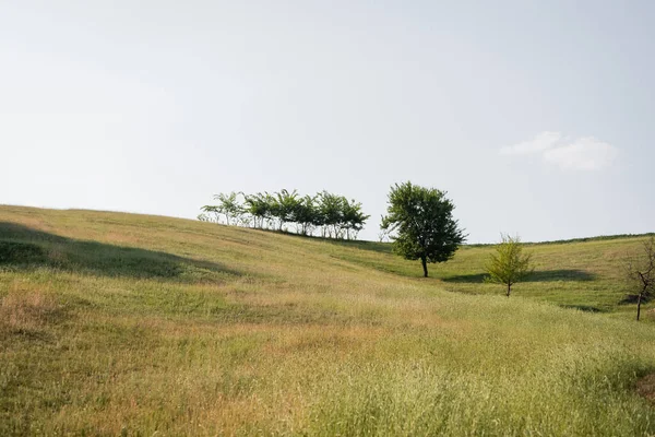 Trees growing on hilly meadow under clear sky - foto de stock