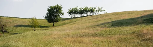 Paisaje rural con prados montañosos y árboles verdes, estandarte - foto de stock