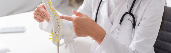 Cropped view of doctor pointing at spinal model in clinic, banner — Stock Photo