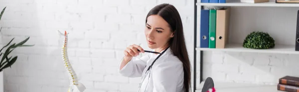 Doctor pointing at shoulder near spinal model in clinic, banner — Foto stock