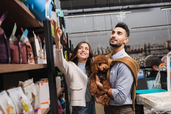Smiling woman pointing with hand near muslim boyfriend with poodle in pet shop — Stock Photo