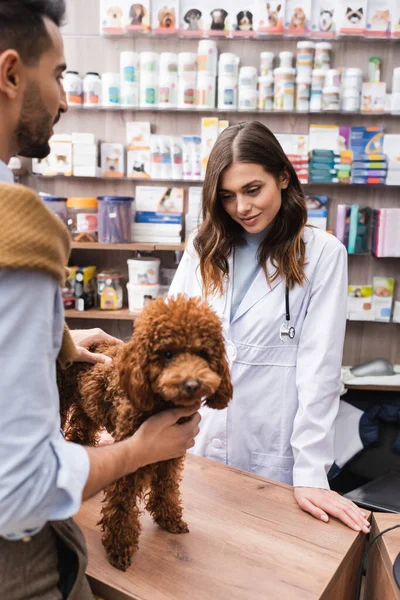 Smiling veterinarian looking at poodle near arabian man in pet shop - foto de stock