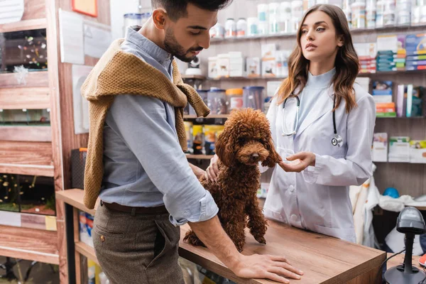 Arabian man standing near poodle and veterinarian in pet shop - foto de stock