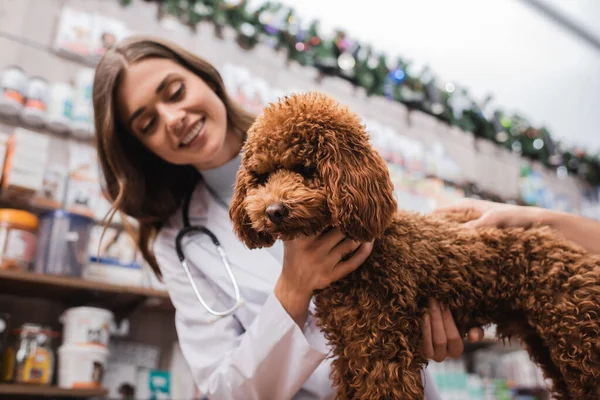 Poodle near blurred veterinarian and man in pet shop — Stock Photo