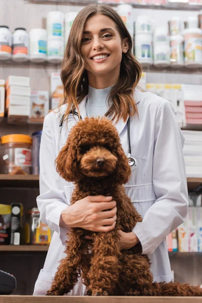 Smiling veterinarian looking at camera near poodle in pet shop - foto de stock