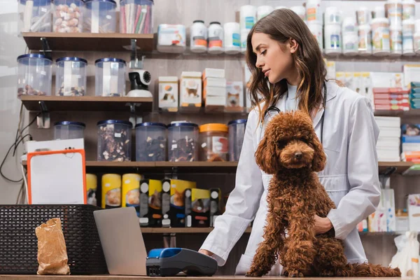 Side view of veterinarian using laptop near poodle in pet shop — Stockfoto