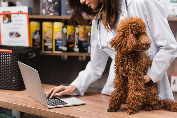 Cropped view of veterinarian using laptop near poodle in pet shop — Stock Photo