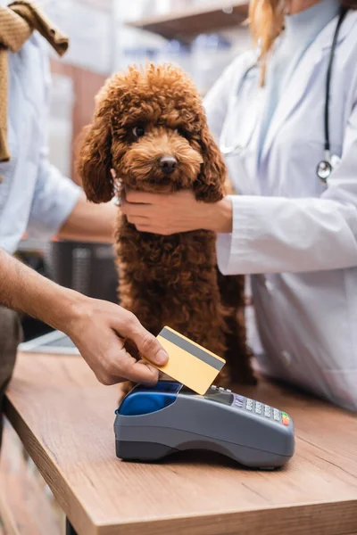 Cropped view of customer paying with credit card near poodle and veterinarian in pet shop — Stockfoto