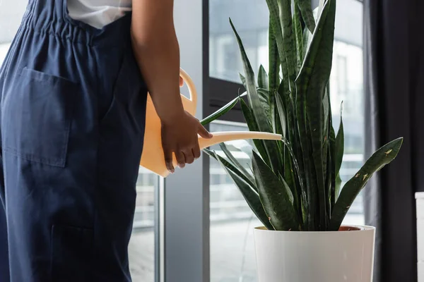 Partial view of mixed race cleaner watering potted plant in office — Stock Photo