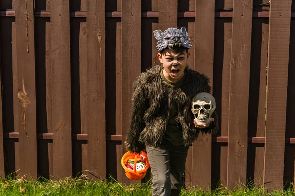 Asiático niño en hombre lobo traje celebración cráneo y halloween cubo con dulces mientras mostrando enojado mueca y gruñir - foto de stock