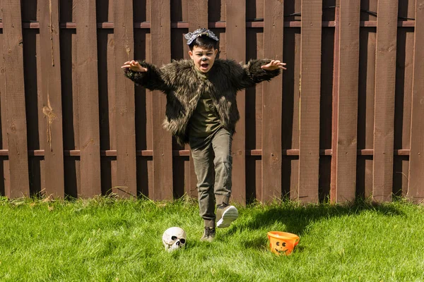 Asiático chico en hombre lobo traje gruñendo y mostrando miedo gesto cerca cráneo y halloween cubo en césped - foto de stock