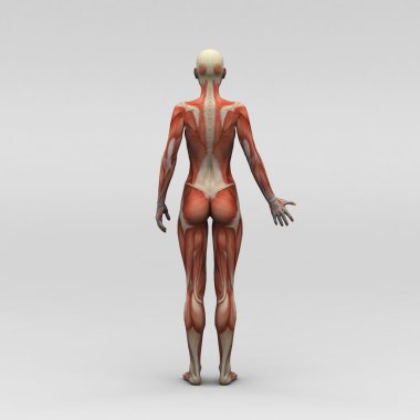 Dişi insan anatomisi ve kaslar