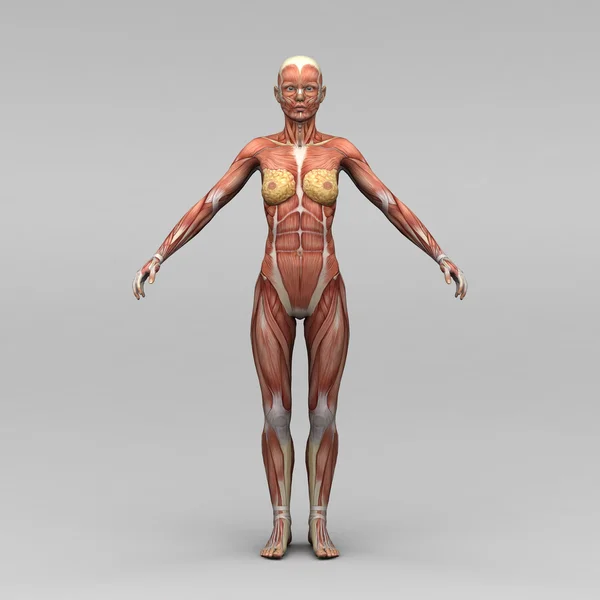 Anatomía y músculos humanos femeninos — Foto de Stock