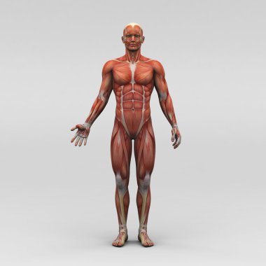 erkek insan anatomisi ve kaslar