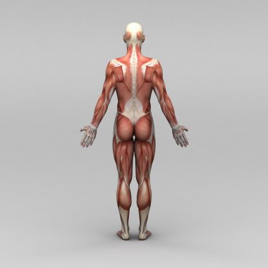 erkek insan anatomisi ve kaslar