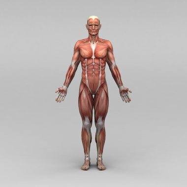 erkek insan anatomisi ve kaslar