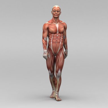 erkek insan anatomisi ve kaslar