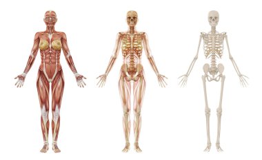 Female human muscles and skeleton