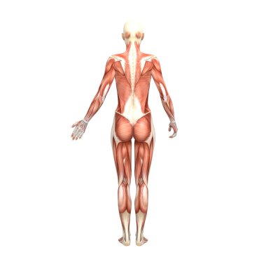 Kadın anatomisi ve kaslar