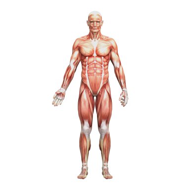 erkek anatomisi ve kaslar