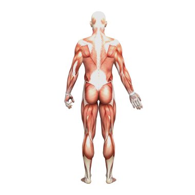 erkek anatomisi ve kaslar
