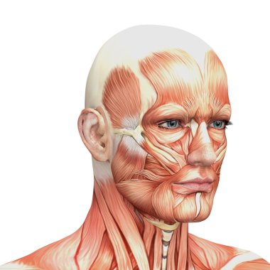 erkek anatomisi ve kaslar