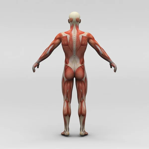 男性の人体解剖学、筋肉mužské anatomii a svaly — Stock fotografie