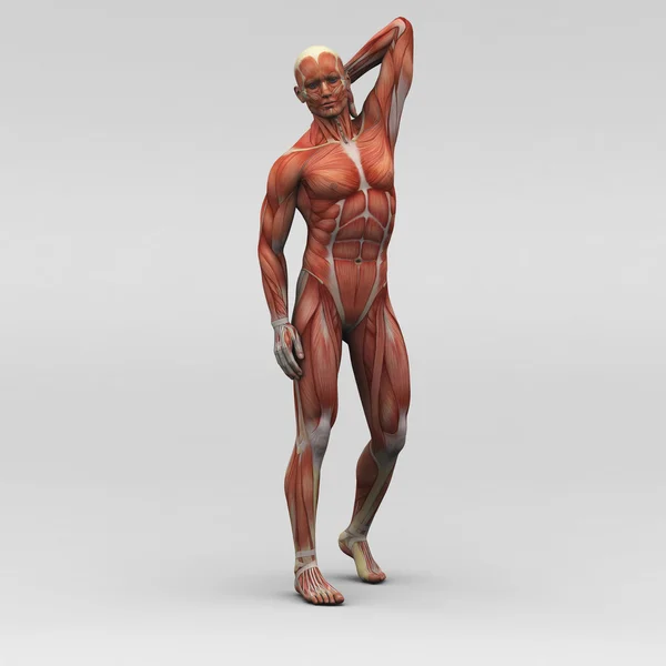 Male human anatomy and muscles — Stock Photo, Image