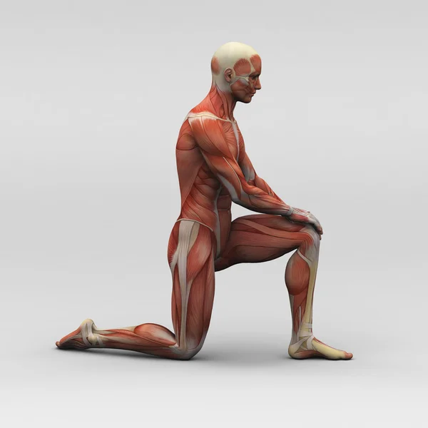 男性の人体解剖学、筋肉mužské anatomii a svaly — ストック写真