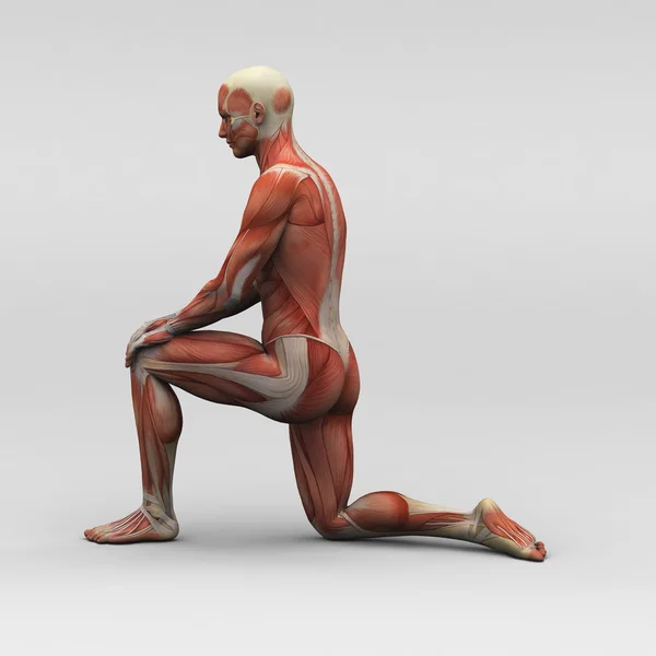 Anatomía y músculos humanos masculinos — Foto de Stock