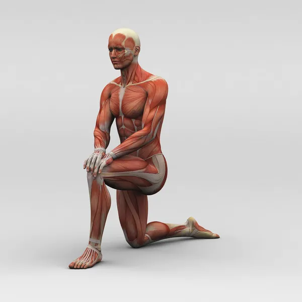 Męskiej anatomii człowieka i mięśni — Zdjęcie stockowe