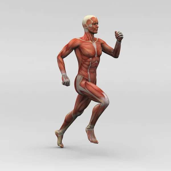 Male human anatomy and muscles — Stock Photo, Image