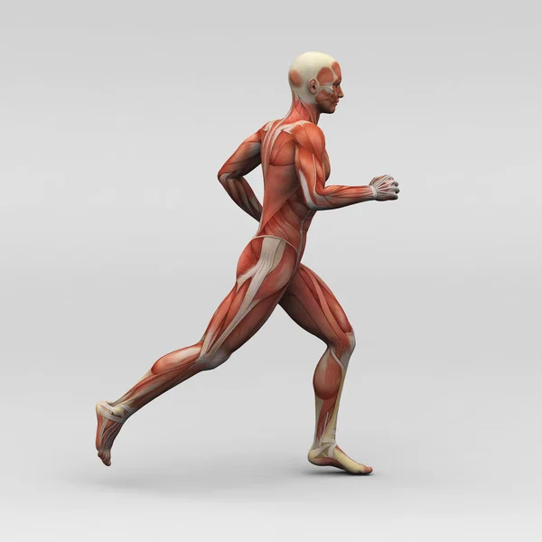 Male human anatomy and muscles — Stock Photo, Image