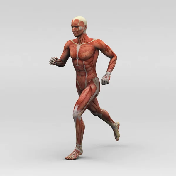 Αρσενικό ανθρώπινη ανατομία και μύες — Φωτογραφία Αρχείου